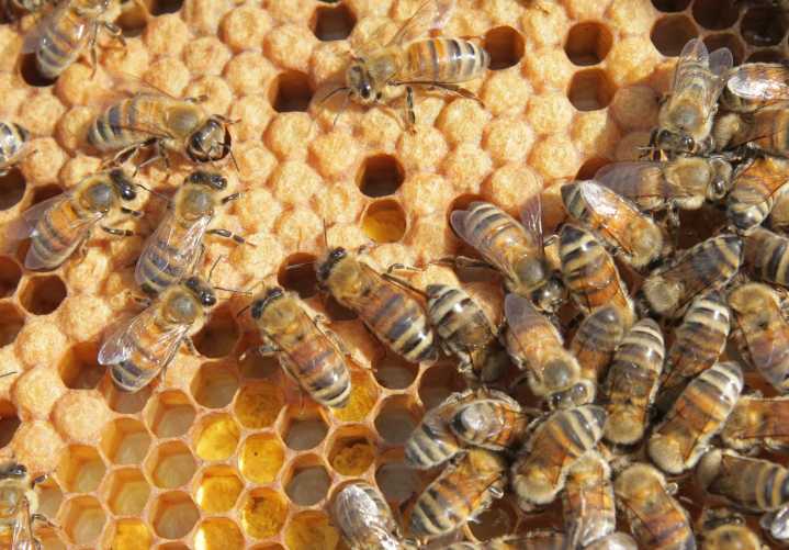 Beekeepers call for offshore import ban as deadly mite spreads