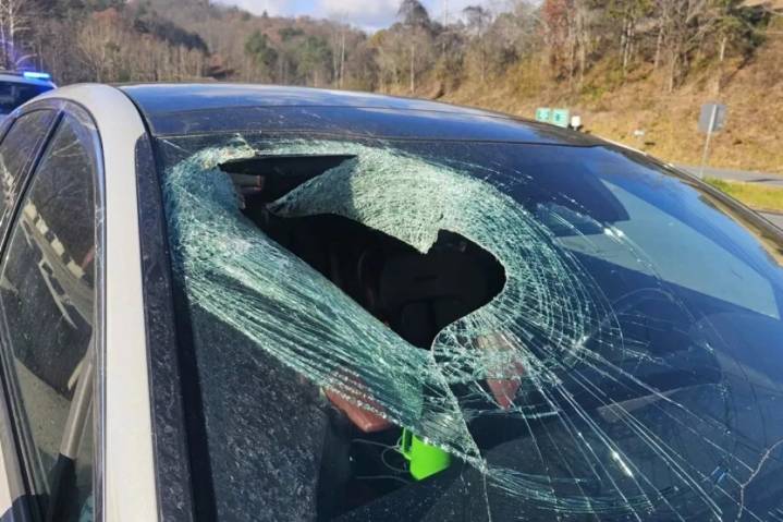 Águila deja caer gato sobre parabrisas de automovilista y causa accidente