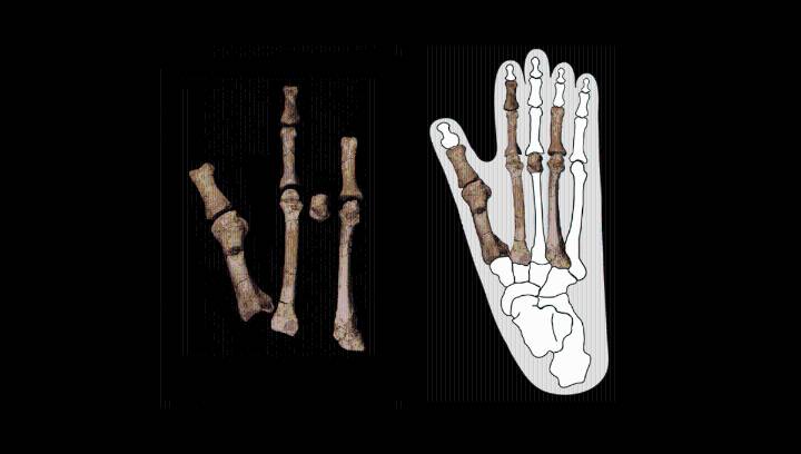 3.4-Million-Year-Old Fossil Foot Shows Lucy Shared Space With Another Hominin Who Might Be Our True Ancestor