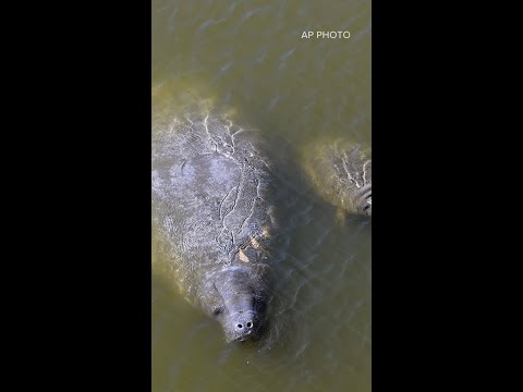 Boaters urged to slow down and watch out for manatees