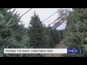 Owner of Gallagher's Christmas Trees in St. Pete gives advice on how to pick the right one