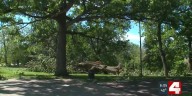 A commitment to future generations: Forest Park steps up tree planting after tornado took out thousands