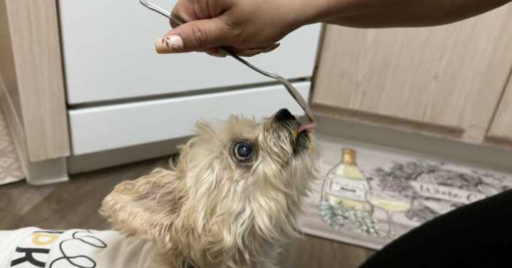 Thanksgiving leftovers: What's safe for your pet and what could be harmful