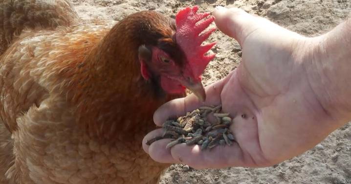 Push to legalize backyard hens in Bossier fails