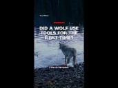 Did a wolf use tools for the first time?