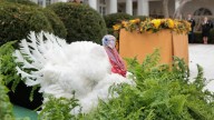 Thanksgiving 2025: Trump Indulta a los Pavos ‘Waddle’ y ‘Gobble’