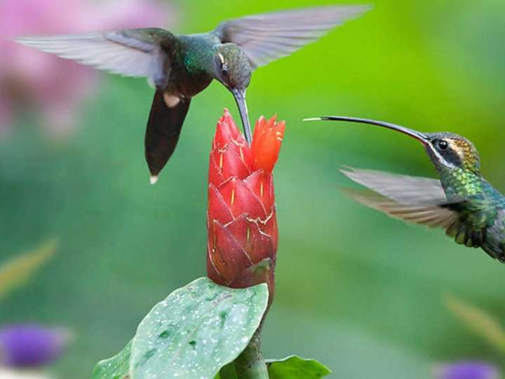 Cómo hacer néctar para colibríes y cada cuánto renovarlo para mantenerlos cerca