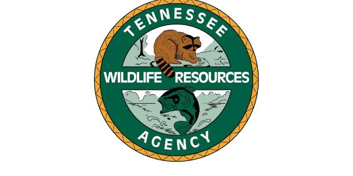TWRA offering reward for information on illegal elk shooting in East Tennessee