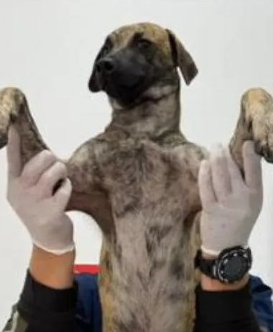 Estado de salud de Bizcocho: el perro del video viral que sufrió agresión en Bolívar
