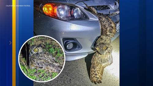 CHP helps save an owl stuck to a car grille on Highway 99