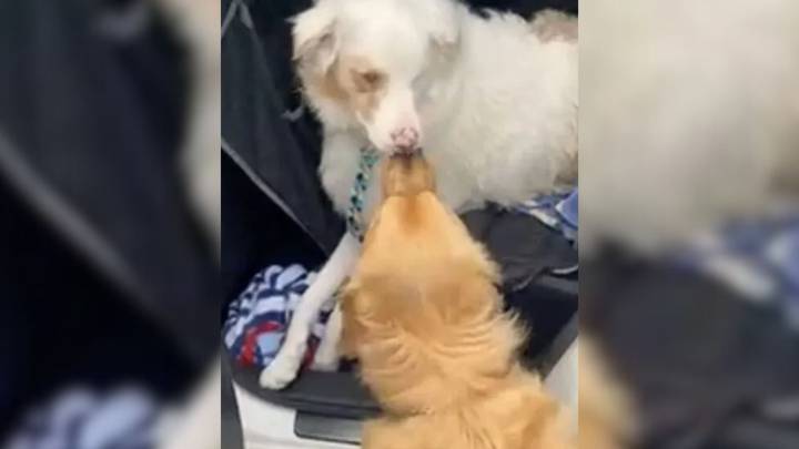 Ohio Pup With Disabilities Proves Love Needs No Sight Or Sound, Just A Nose Boop