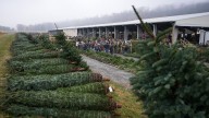 Christmas tree retailers find lots to like at a Pennsylvania wholesale auction