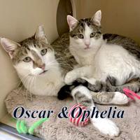 CHA Pet of the Week: Oscar and Ophelia