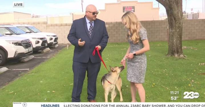 Wag Wednesday: Meet Mila