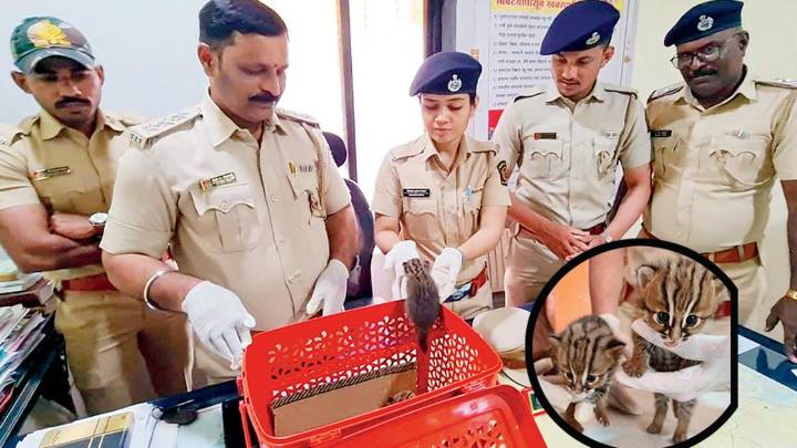 Maharashtra: Panic in Raigad ends after ‘leopard’ turn out to be tiny wild