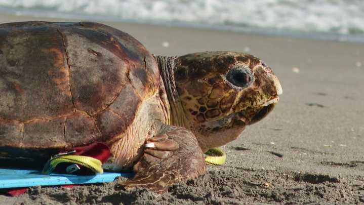 Endangered loggerhead sea turtle released to Atlantic Ocean from Florida beach