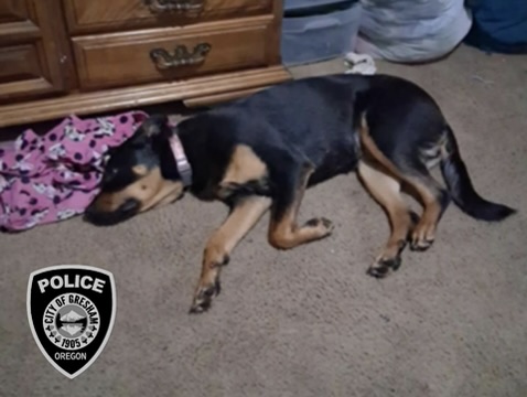 'Intoxicated' Gresham man lied about stolen puppy after 'repeatedly striking' her, police say