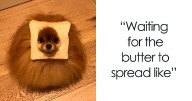 The Internet Is Loving ‘Inbread’ Animals And Here Are The 28 Funniest Ones