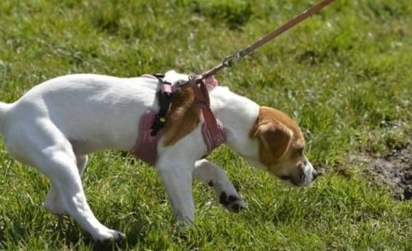 "Siempre es un urgencia": el insecto que parece inofensivo, pero podría matar a tu perro