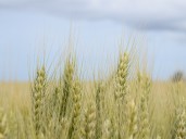 El récord de trigo que “hace ruido” antes de ver la luz