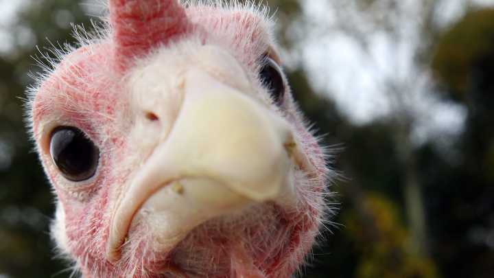 Thanksgiving tales of disasters and salvation from Rhode Islanders