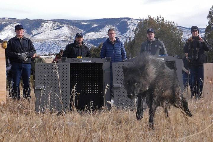 Reintroduced wolf dies in southwest Colorado, CPW says