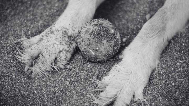 Investigan Muerte de Perro Tras Agresión en Ciudad Juárez; Hay Detenido un Hombre