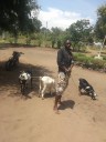 Golomoti Butcherman Arrested for Suspected Goat Theft