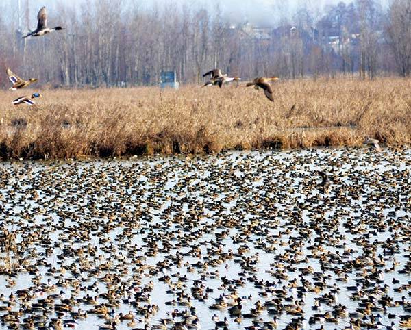 Over One Million Migratory Birds Arrive in Kashmir Wetlands