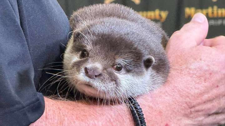 Florida Sheriff Trains Nation's First Search And Recovery Otter