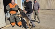 Another look: North Iowa has its own police academy for dogs