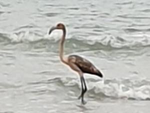 Frankie the missing flamingo spotted on coast of France