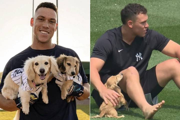 Los perros de Aaron Judge se vuelven virales por una gracioso disfraz: "Tienen mejor vida que nosotros"