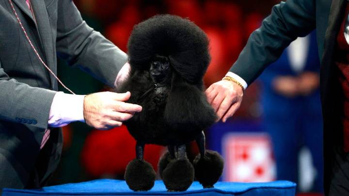 2025 National Dog Show: See the winners from this year's competition