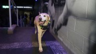 Josh Naylor says Seattle Mariners clubhouse dog made him feel at home
