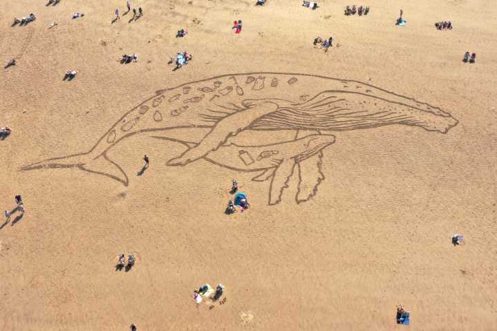 How little plastic does it take to kill marine animals? Scientists have answers