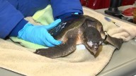 New England Aquarium Sea Turtle Hospital treats cold-shocked turtles – NBC Boston