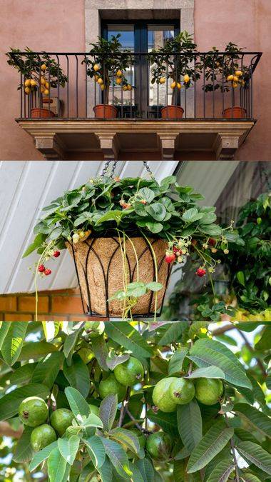 5 Fruit Plants You Can Easily Grow in Your Balcony Garden