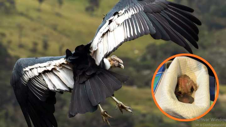 🕊️💚 Ámbar crece fuerte: así evoluciona el tercer cóndor andino nacido en incubadora en Colombia 🇨🇴✨