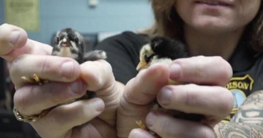 Rare rabbits, 60 chickens among the animals found living in horrendous conditions in home, police say