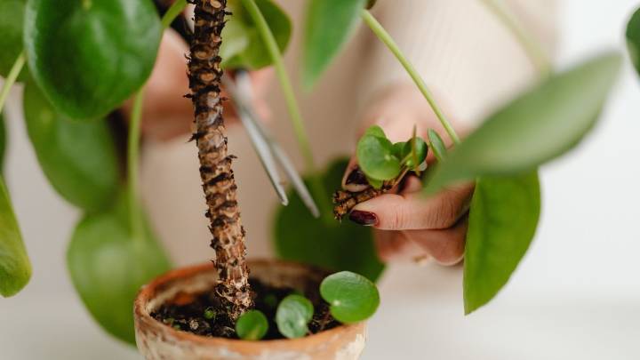 Los 5 signos que indican que tu planta tiene una plaga (aunque no la veas)