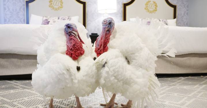 New York Jets Flight Connections 11/27/25