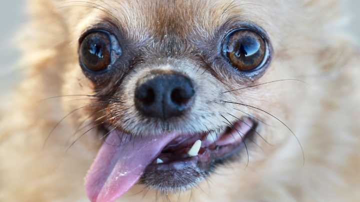 Your Dog Probably Still Has Some Wolf DNA in Its Genome, Study Finds