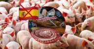 México frena entrada de cerdo español por temor a peste africana, ¿Por qué toman precauciones y cuáles son las recomendaciones?