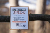 Washington Man Dies from First Case of Bird Flu Strain Reported in Humans