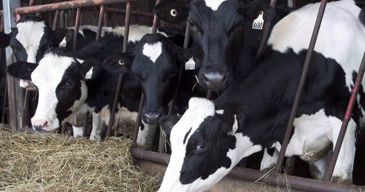 'Frustrating': Veterinarians urge regulatory changes as medicine shortages mount