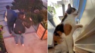 Se despiden de su gato antes de irse y no saben que él les devolvió el saludo (VIDEO)