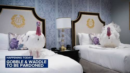 NC turkeys Gobble, Waddle to be pardoned ahead of Thanksgiving 2025 at White House