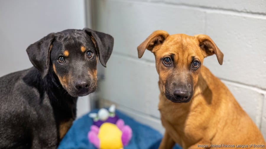 La Liga de Rescate de Animales recibe la mayor donación de su historia para un nuevo refugio