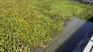 Hay que combatir aguas residuales en Laguna de Yuriria y evitar proliferación del lirio: diputadas